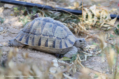 Spur-thighed Tortoise