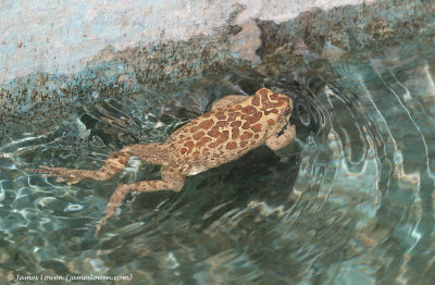 Berber Toad