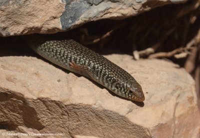 Ocellated Skink