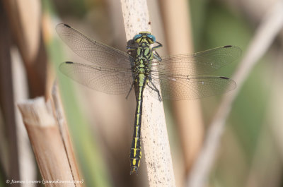 Blue-eyed Pincertail
