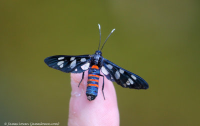 Amata mogadorensis