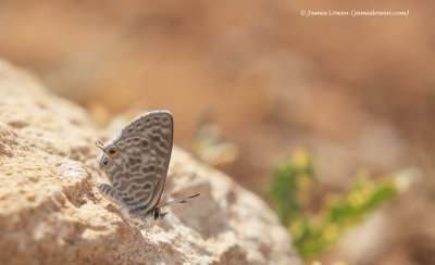 Lang's Short-tailed Blue