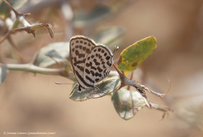 Tiger blue sp.