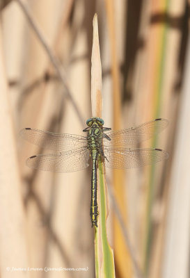 Blue-eyed Pincertail