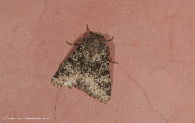 noctuid tbc