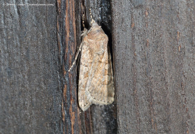 noctuid (rustic) tbc