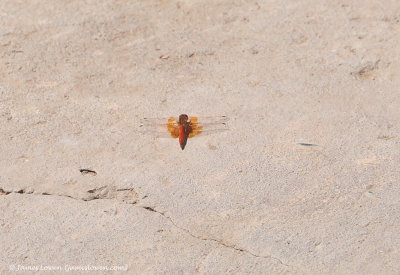 Orange-winged Dropwing