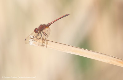 Red-veined Dropwing