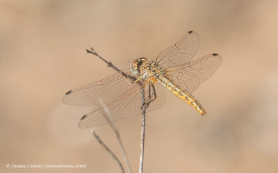 Red-veined Darter