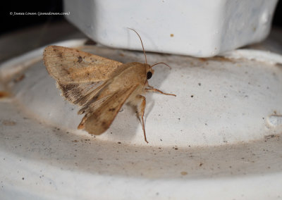 Scarce-bordered Straw