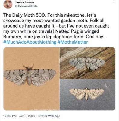 The Daily Moth 500-549