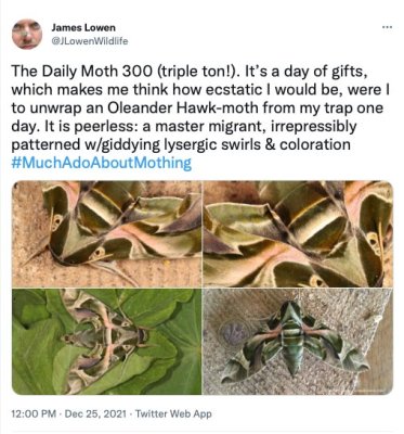 The Daily Moth 300-349