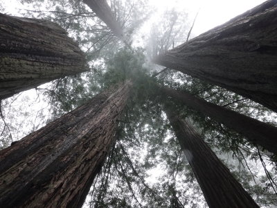 083-Oregon2019-456.JPG