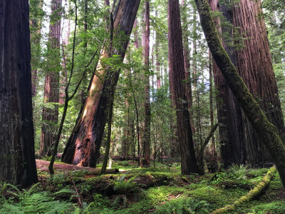 102-Oregon 2019-IMG_0886.jpeg