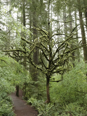 138-Oregon2019-692.JPG
