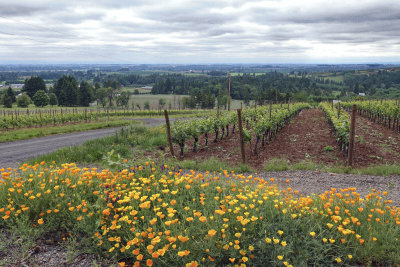 155-Oregon2019-738.JPG