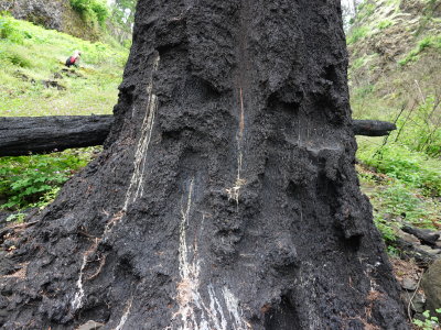 168-Oregon2019-808.JPG