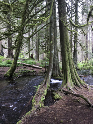 Oregon & Redwood Forest 2019