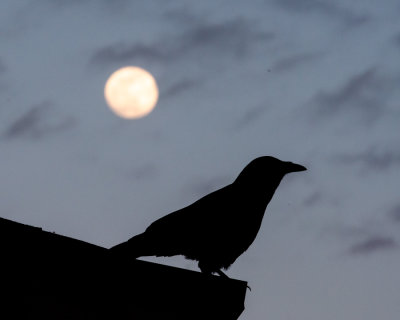 Crow and Moon