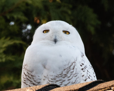 Snowy Owl