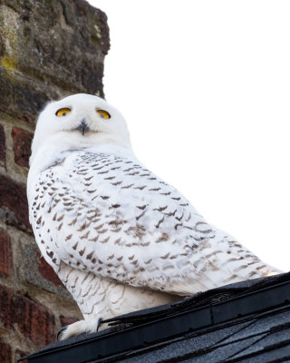 Snowy Owl