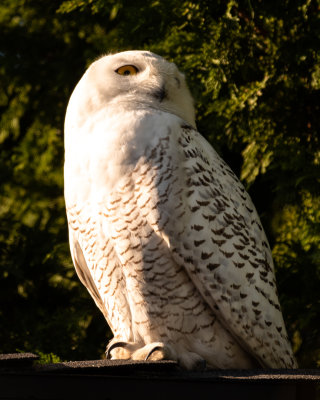 Snowy Owl