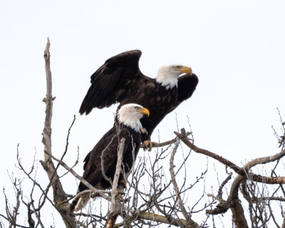 Skagit Bald Eagles