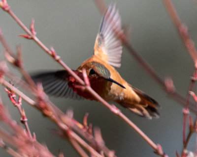 Rufous Hummingbird Aggressions