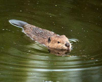 Beavers