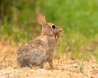 cottontail_rabbits