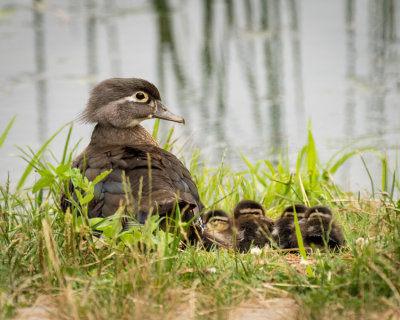 Wood Ducks