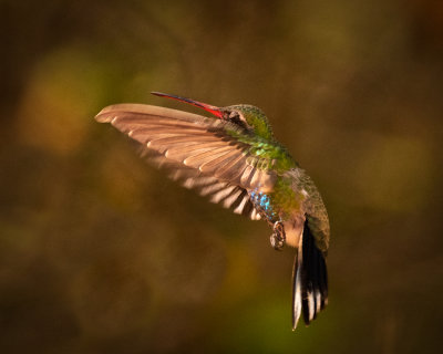 Hummingbirds