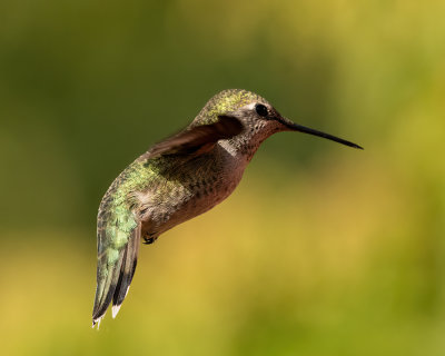 Anna's Hummingbirds