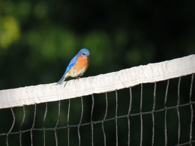 P5168874.jpg - Eastern Bluebird at BOC RV Park