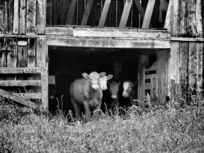 P5188984 - Curious Cows, Ponca, AR.jpg