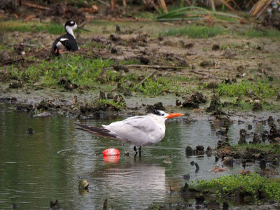 P7120223 - Royal Tern with Fishing Leader.jpg