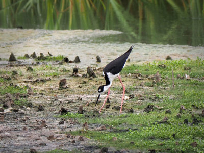 P7120301 - Black-necked Stilt.jpg