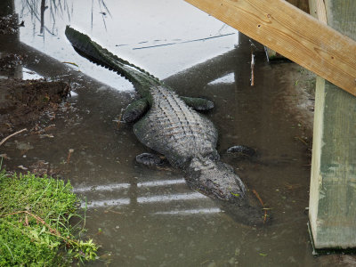 P7120303 - Port A Gator.jpg
