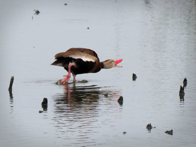 P7120312 -Black Bellied Whistling Duck.jpg