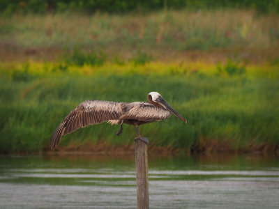 P7130391 - Brown Pelican Tai Chi.jpg