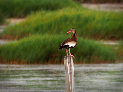 P7130393 -Black Bellied Whistling Duck.jpg