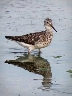 P7130425 - Greater Yellowlegs.jpg