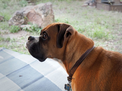 PA286043 - Let's Go Hiking.jpg