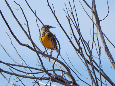 PA296114 - Cactus Wren.jpg