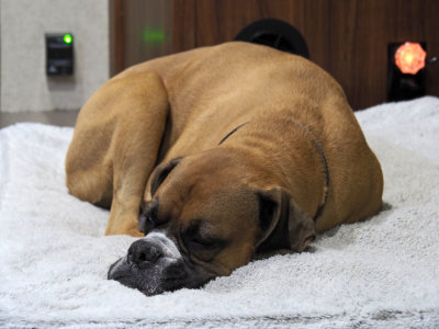 PA296153 - Dog Tired.jpg
