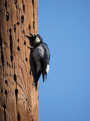 PA306212 - Eavesdropping Woodpecker.jpg