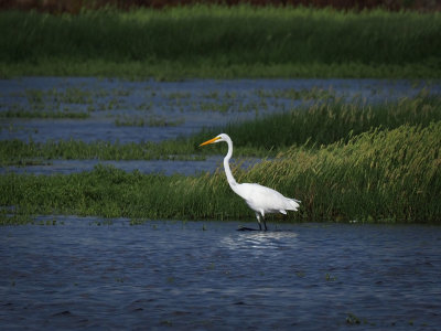 birds_gators_and_scenes