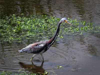 P9192953 - Tri-colored Heron.jpg