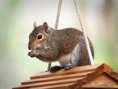 P3049593 - Bird Seed Thief.jpg