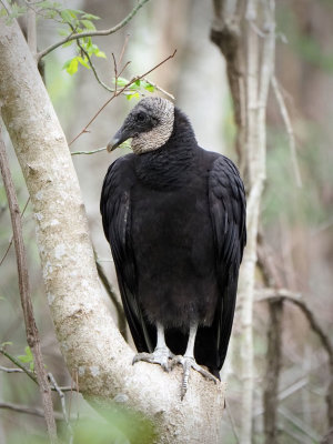 P3049645 - Black Vulture.jpg